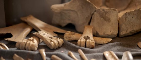 Archaeology Collection